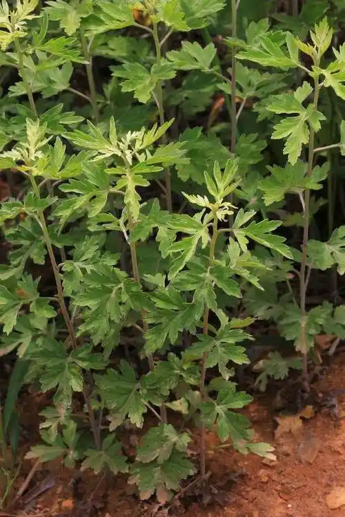 艾草是一种有多种作用的草药,用它泡水喝能起到杀菌消炎的作用,能顾