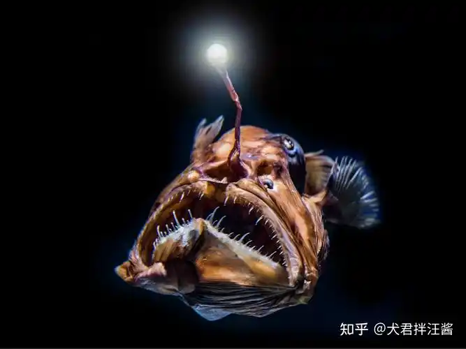 4640目/anglerfish(lophiiformes )也是类会在深海中发光的鱼