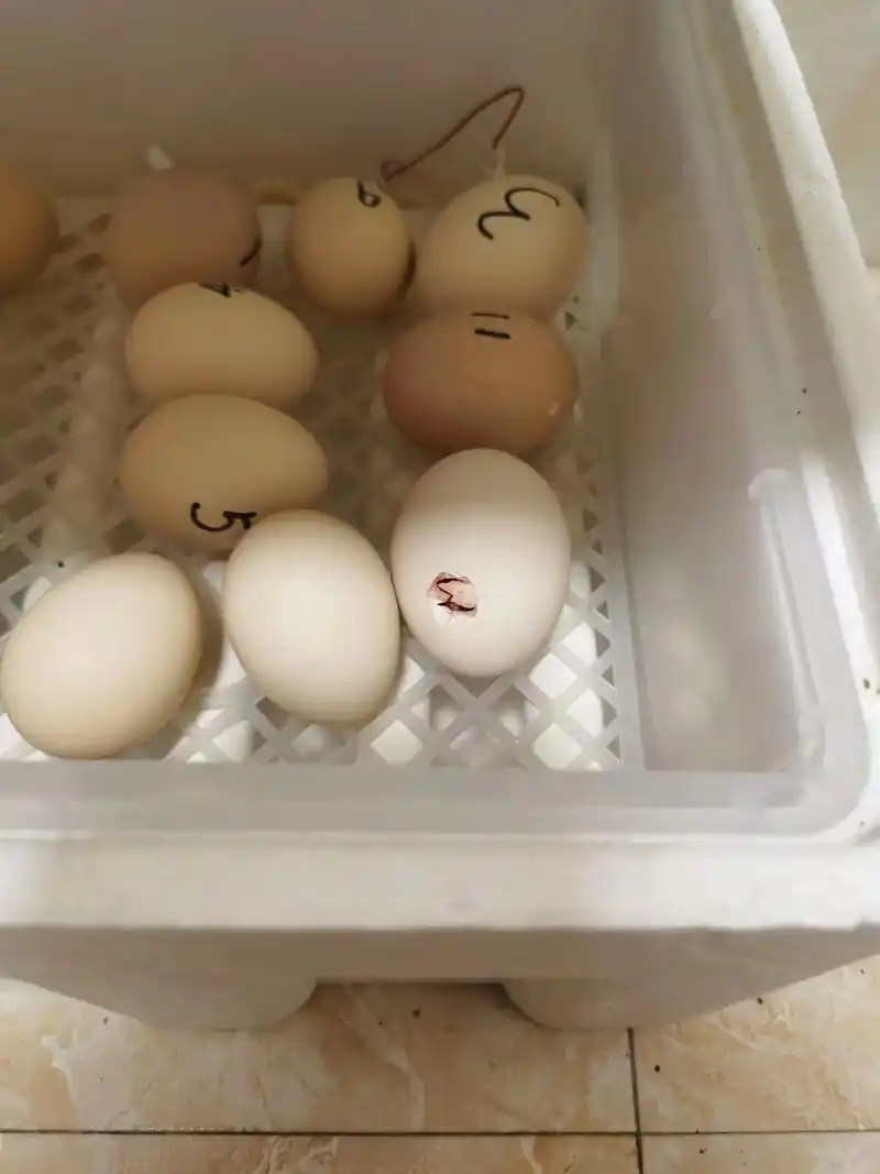 小鸡孵化 历经21天,小鸡啄壳了,早上啄破壳,然后花了整整 - 抖音