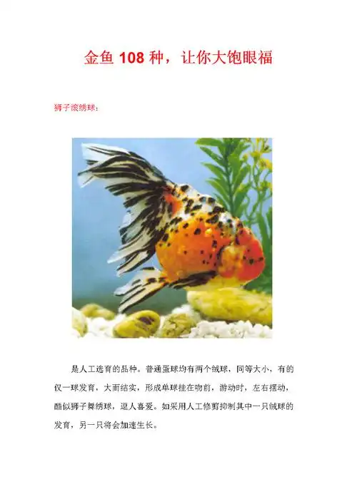 一百零八种金鱼介绍.docx 42页