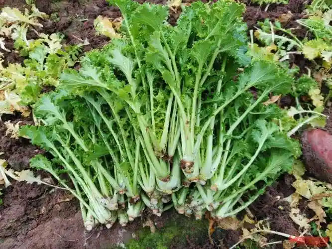 鸡冠菜和苔菜,你吃过现拔的吗