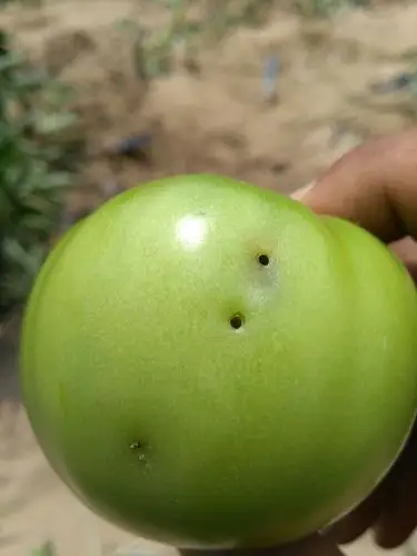 西红柿有虫,如图