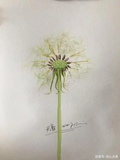 给画一株简约风格的蒲公英