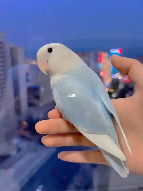 牡丹鹦鹉  晴天7715是松基蓝闪派小公,找个啥样儿的小伙伴