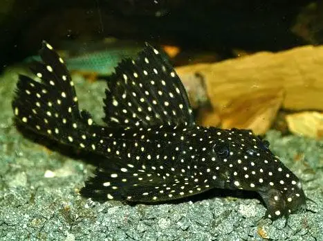 黑白双星坦克异型