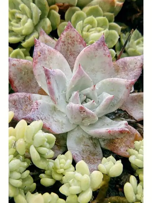 0606耗时一年从被小鸟啄食,到长成结实的大包菜散养的多肉娃好养