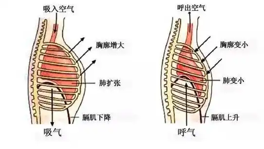 在膈肌收缩,横膈变得扁平的同时,肋间外肌收缩,肋间内肌舒张,肋骨向上