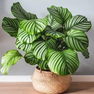 竹芋s苗室内花卉四季易活喜阴适合室内的盆栽植物不需要阳光桌上