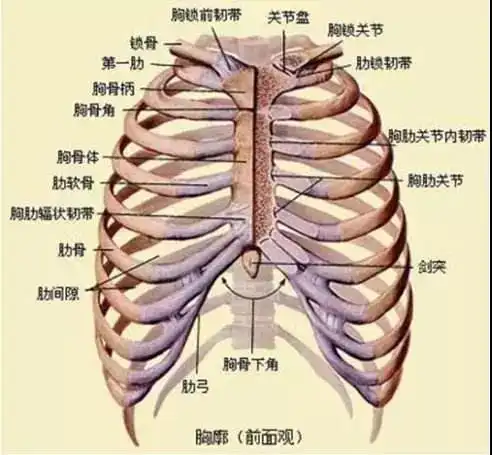 背部疼痛?很可能是你的胸椎出问题.快了解一下吧!