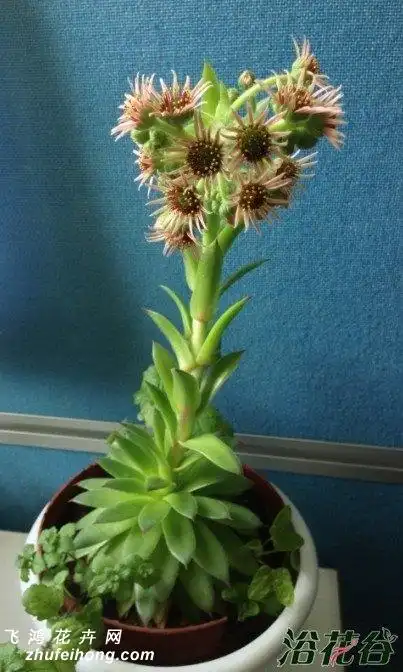 观音莲开花吗(图)