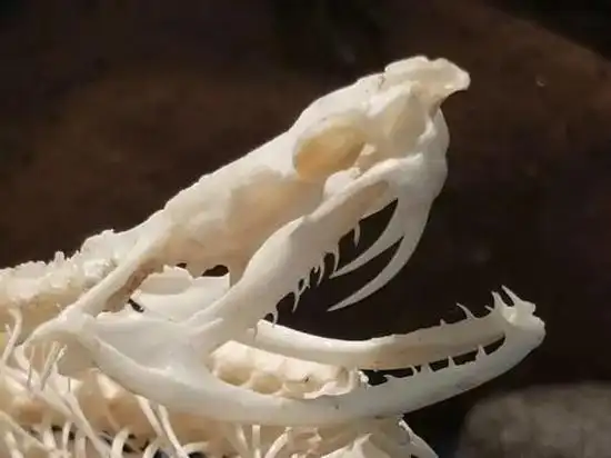 白唇竹叶青蛇头骨(图片来源:catawiki)