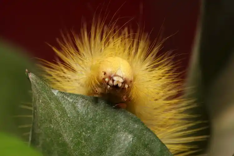 金黄色毛毛虫图片昆虫毛毛虫