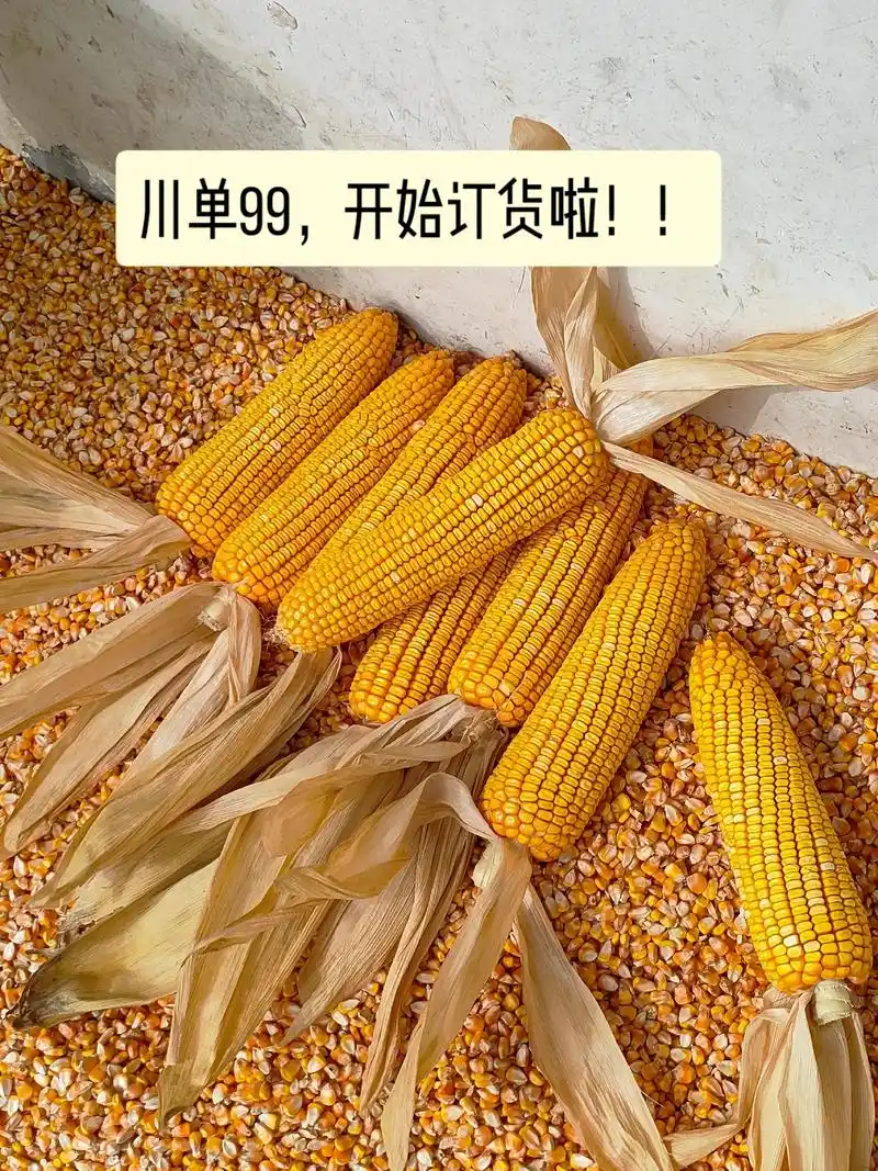 高产玉米种子9595 川单99,开始订货啦! 欢迎各位新 - 抖音