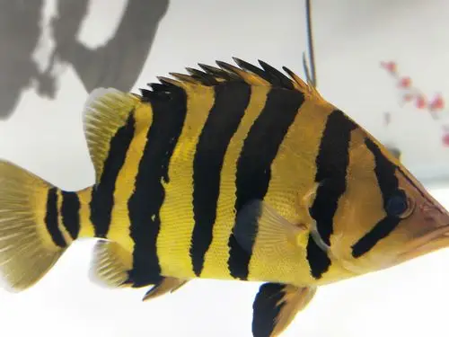 我要上头条 - 虎鱼 - 龙鱼之巅