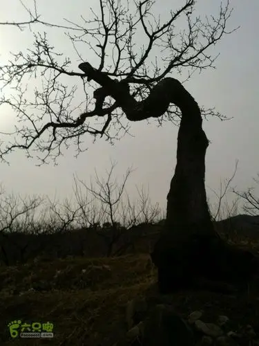 环游史屯西沟歪脖树