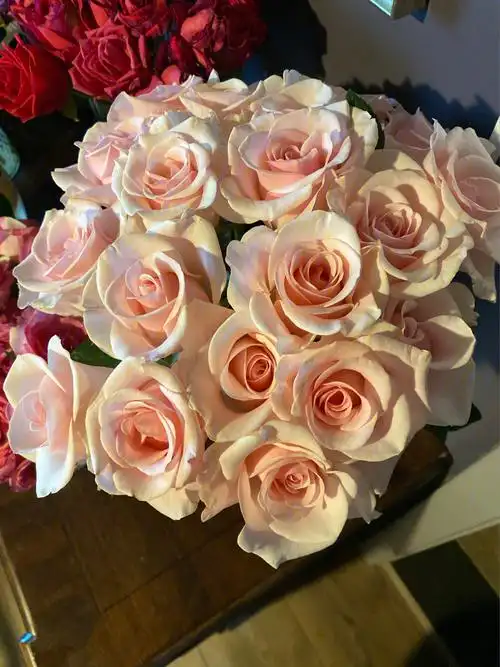 单头玫瑰粉佳人