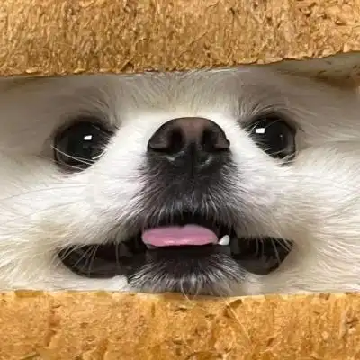 2022呆萌白色萌宠可爱头像 看一眼就被吸引住的动物头像_动物头像_美