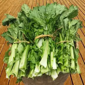 包邮贵州特产青菜大叶芥菜新鲜现摘时令蔬菜燎酸菜材料火锅食材
