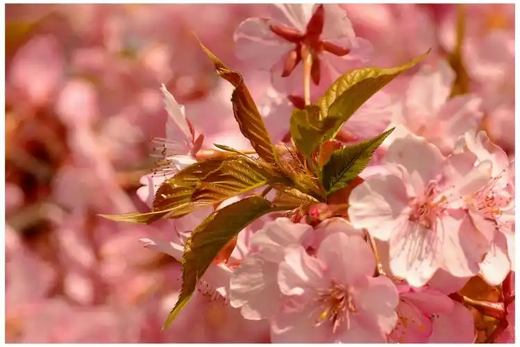 踏青 赏花 摄影