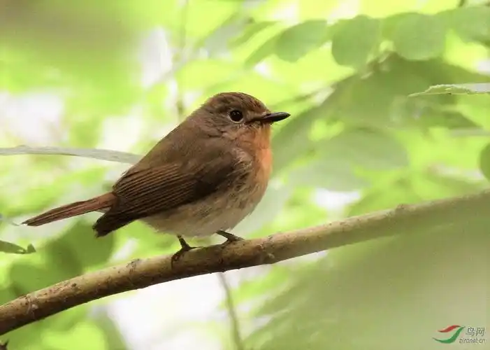 褐色小鸟请教鸟名