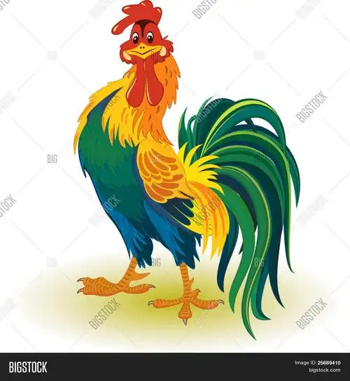 多彩的公鸡 库存矢量图和库存照片 | bigstock