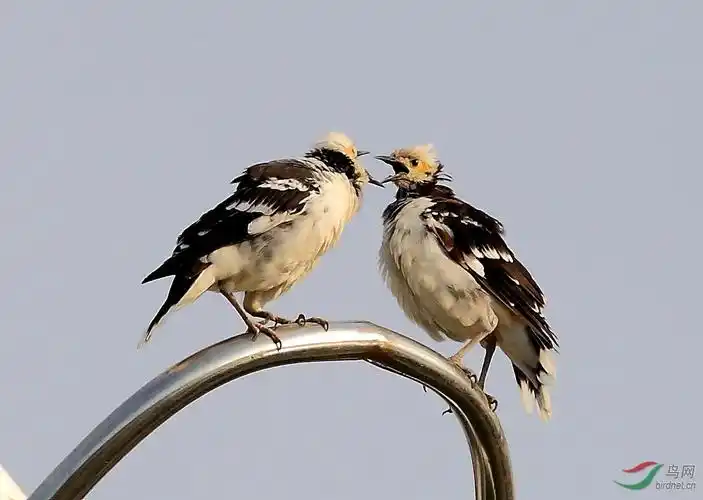 成双成对的椋鸟八哥红臀鹎