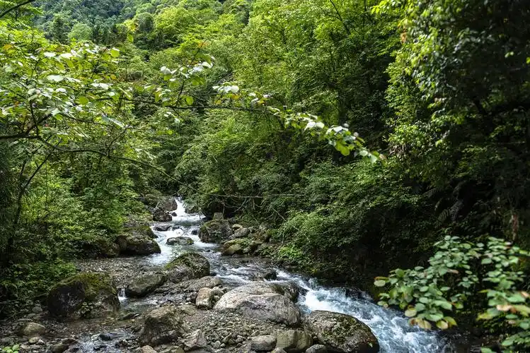 离成都最近的高山森林,不仅免门票还有大礼相送