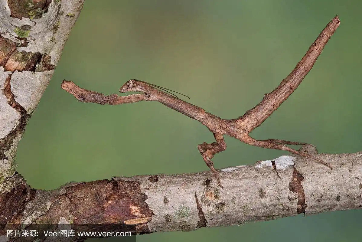 树枝螳螂2