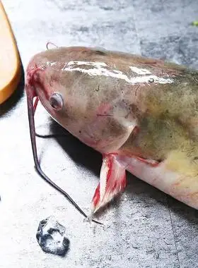 鮰鱼大清江鱼回鱼鲜活可宰杀冰鲜