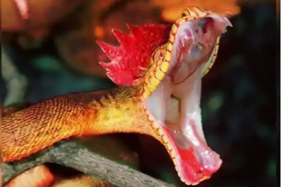 原创头长鸡冠的蛇真存在吗是否有人见过可能就是这两个货