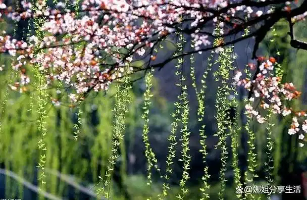 春回大地万物复苏20句春风古诗词句句唯美流传千古