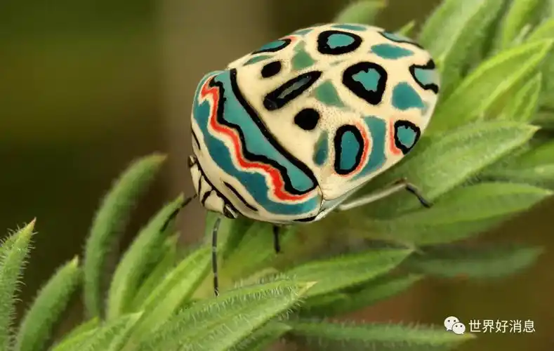 世界上最美丽的13种昆虫,你见过哪些?_甲虫_粉红色_螳螂
