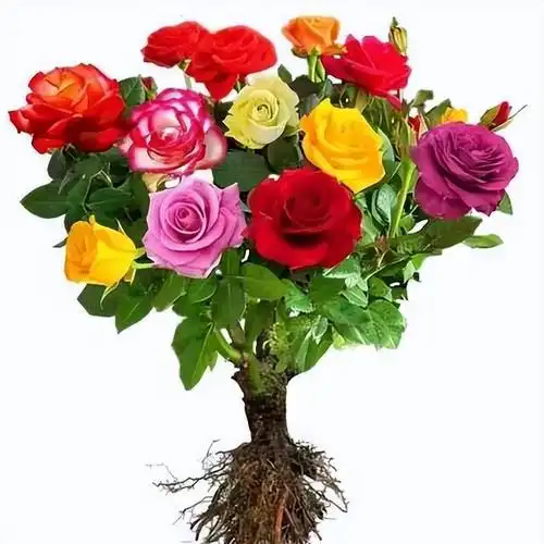 盆栽玫瑰花的注意事项和养护方法 可以盆栽的玫瑰(2)