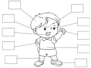 将身体部位单词的序号填入对应空格中.