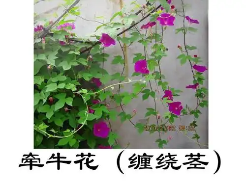 牵牛花(缠绕茎)