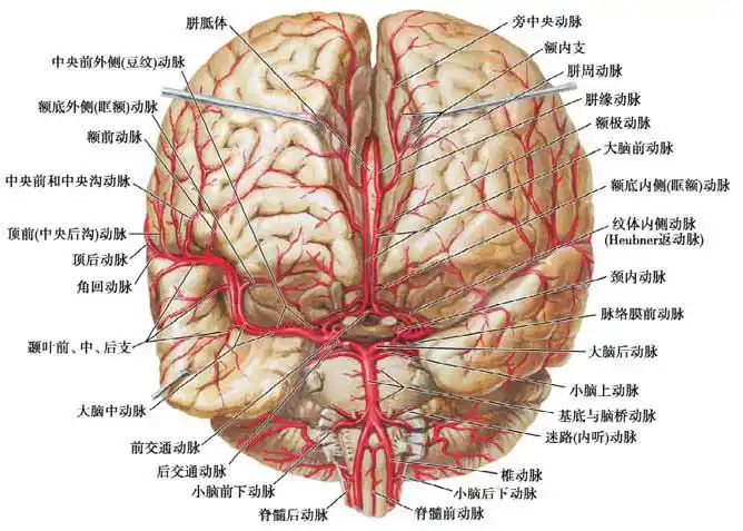 脑部的血液循环(一)