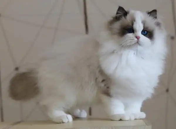 龙港伴侣级布偶猫