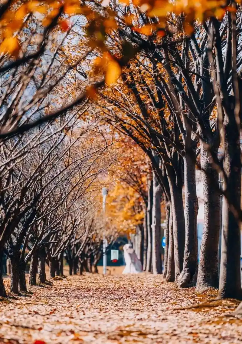 《深秋》再朋友圈里发过,现再抖音里和大家分享! 《深 - 抖音