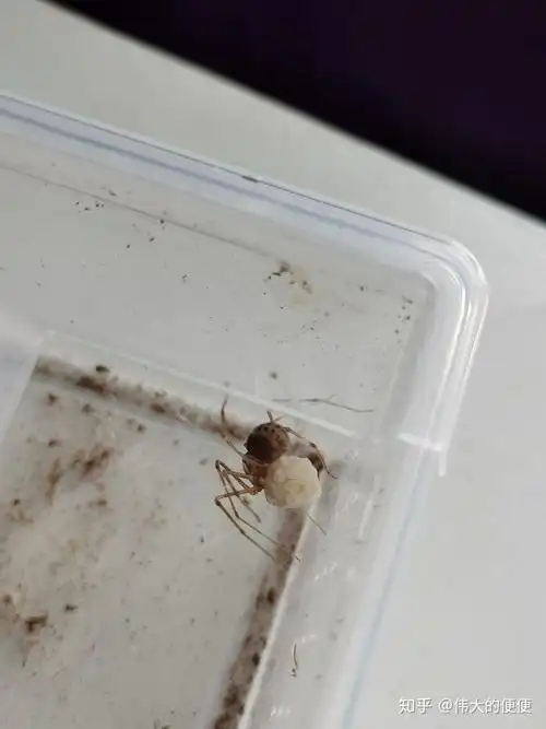 求问这个蜘蛛是什么品种呀,怎么饲养呢