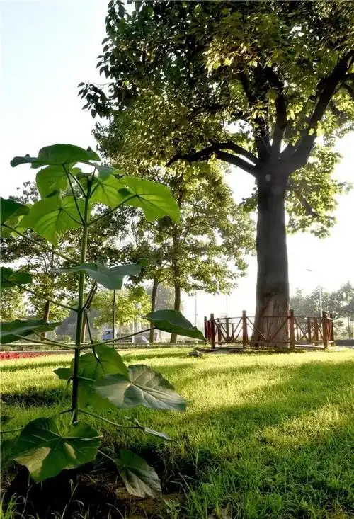 哪一棵树,活在人们心中?