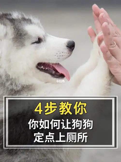 4步教你如何让狗狗定点上厕所