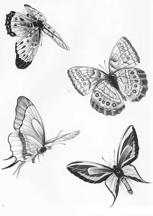 各种蝴蝶的白描线稿图谱,附有视频教学.