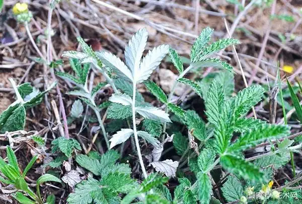 儿时的零食现在的宝,这草名叫"翻白草",以后别再当成含羞草