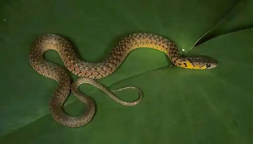 因为草花蛇是无毒蛇,再加上多,早年间还有许多抓了草花蛇吃,现在大