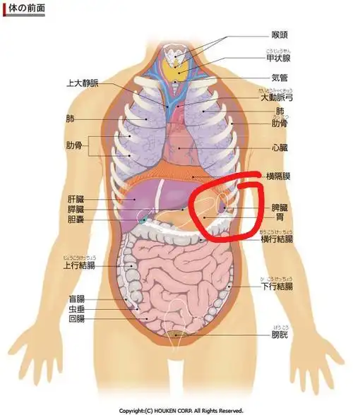左肋最下面痛左肋最下面疼痛,躺下,深吸气都痛,b超拍了,脾没事.