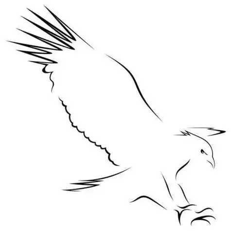 美国白头海鹰简笔画