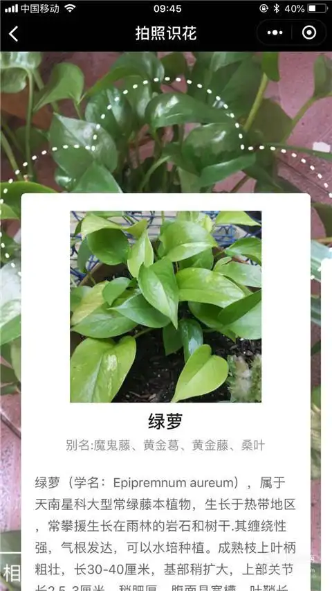 06接着对着我们想要识别的花草进行拍摄,如下图所示.