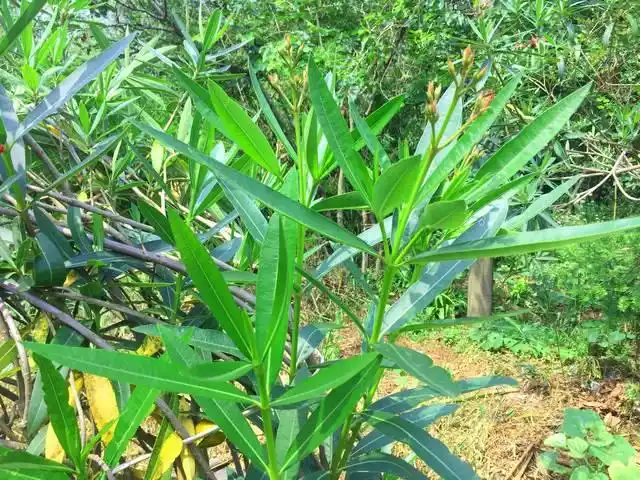 欧洲夹竹桃,世界上最毒的植物之一,国外用来杀老鼠,只需要一片叶子,就