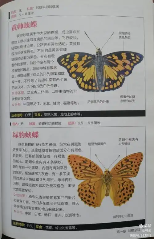 蝴蝶图鉴 第一章 蝴蝶总科 壹号图编辑部/编著