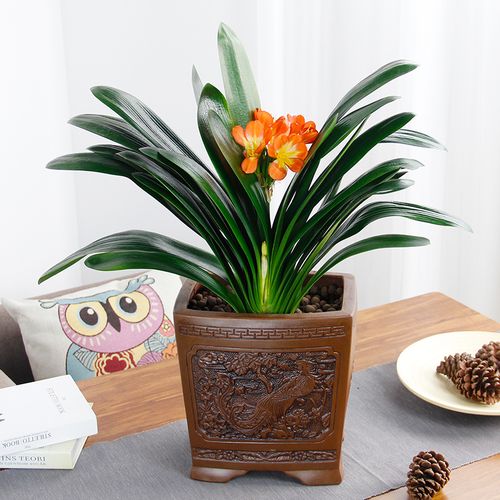 君子兰盆栽高档室内客厅盆景名贵四季植物带花苞兰花情人节元宵节